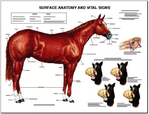Equine Surface Anatomy Wall Chart #1   LFA #2536 Horse