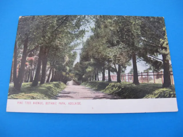 Pine Tree Avenue Botanic Park Adelaide South Australia Postcard 1907