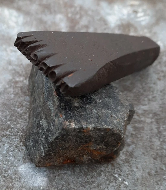 VINTAGE NAME PUNCH STAMP T. ORGAN Saddler Leather Worker Carpenter £30.