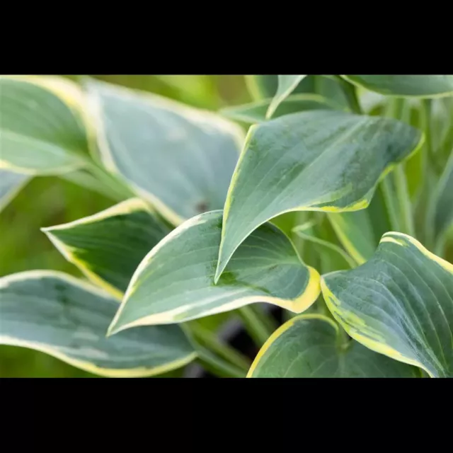 Hosta x plantaginea 'So Sweet' - Duftende Garten-Lilien-Funkie 'So Sweet' -…