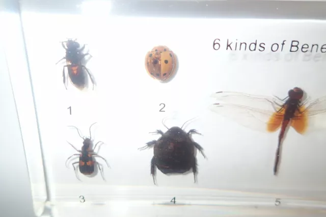 Six Kinds of Beneficial Insect Specimen Set in clear block Teaching Aid 3