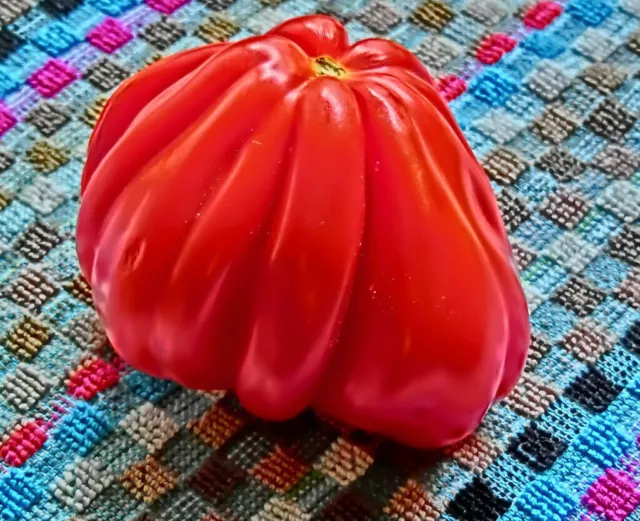 Pomodoro cuore di bue italiano 5+ semi seeds samen P 095