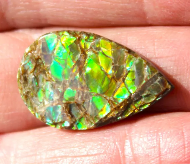 Ammolite Multicolore du Canada de 15,900 ct Taille Poire