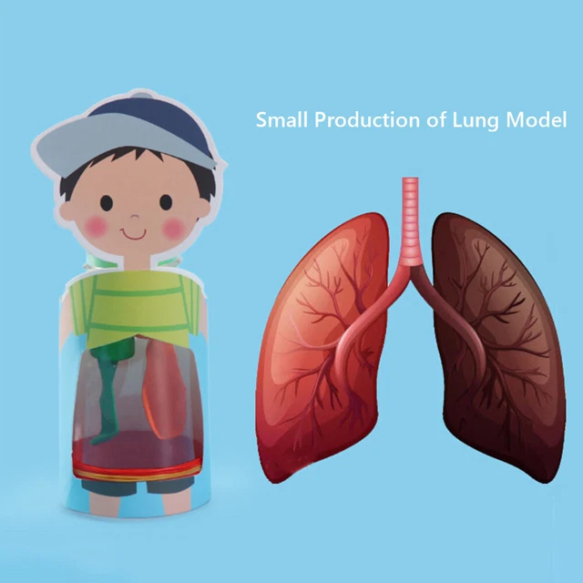 EARLY EDUCATION ASSEMBLY Model Physical Experiment Primary School