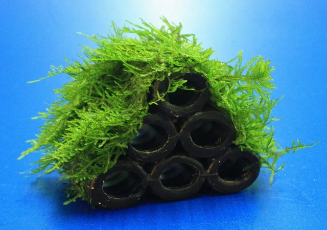 Garnelen Turm mit Javamoos / Vesicularia dubyana bewachsen, Moos