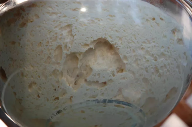 SOURDOUGH pane STARTER mix farina di lievito San Francisco BESTIA VECCHIA BONANZA