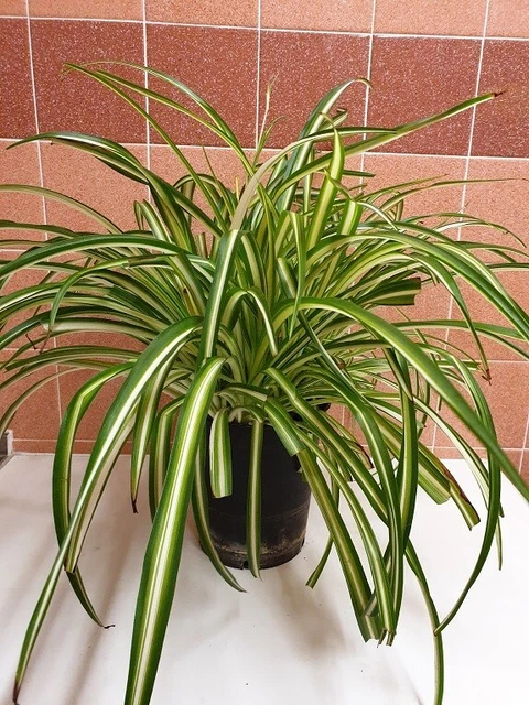 Spider Plant Chlorophytum Variegatum, Established plant approx. 15cm length