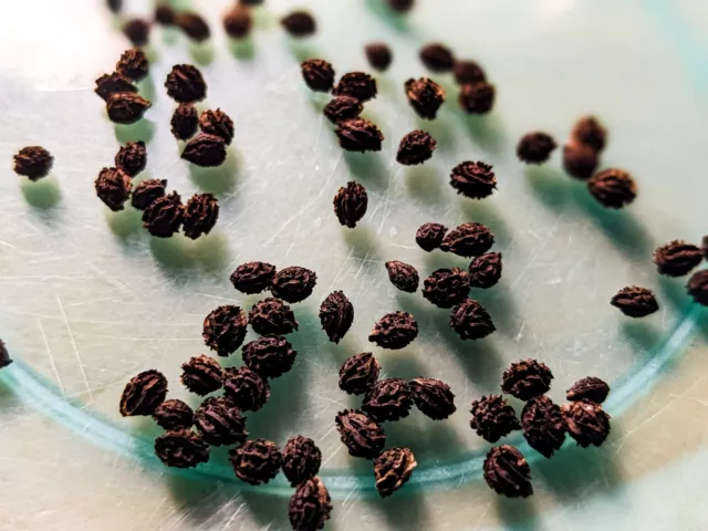 +100 Papaya Seeds Red Lady DWARF SOLO WAIMANALO Carica Hybrid Maradol semi FREE 3