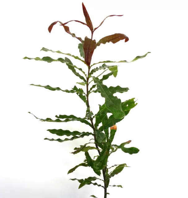 Macadamia integrifolia 2