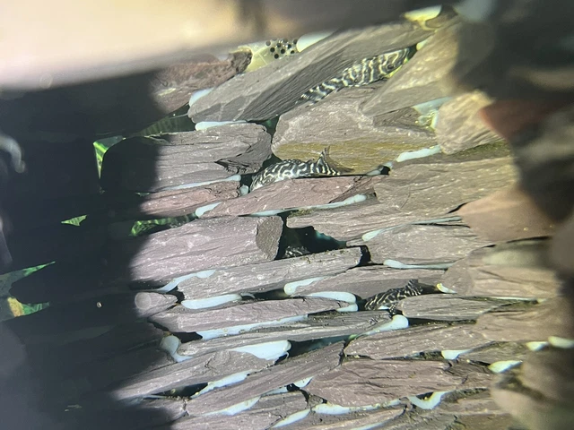 x10 King Tiger Pleco L333 (3cm plus)