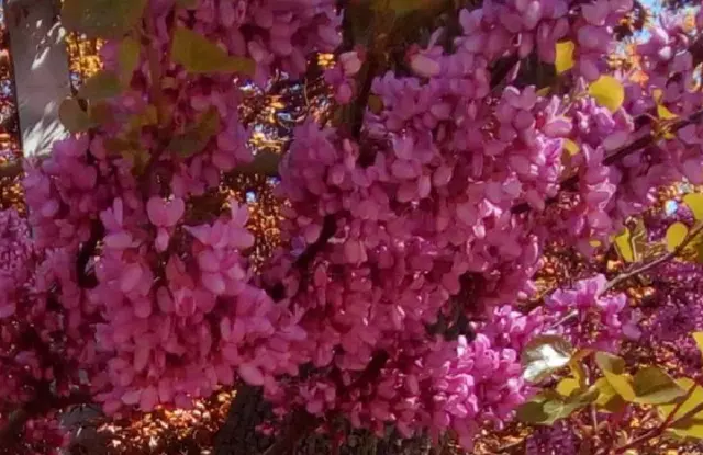 ARBOL DEL AMOR - Cercis apto bonsai  50 Semillas