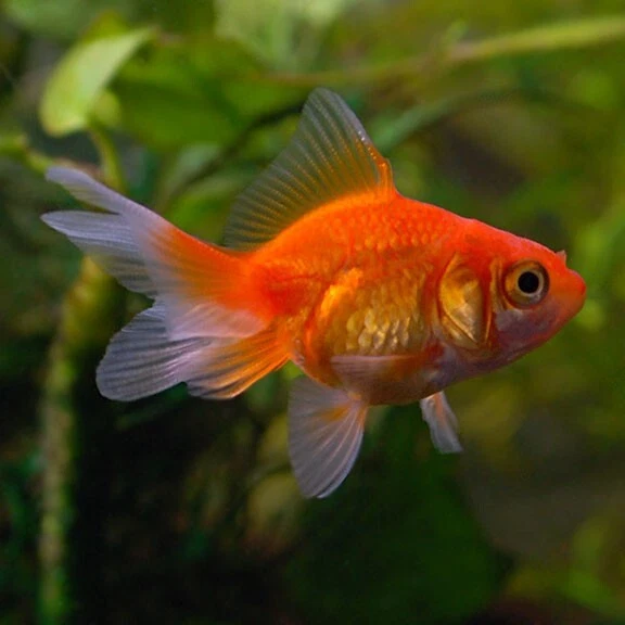 Live Fish RED Fantail Goldfish for fish tank, koi pond or aquarium