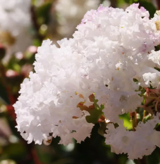 White Flowering Crepe Myrtle 25 Seeds Lagerstroemia Indica Shrub Small Tree