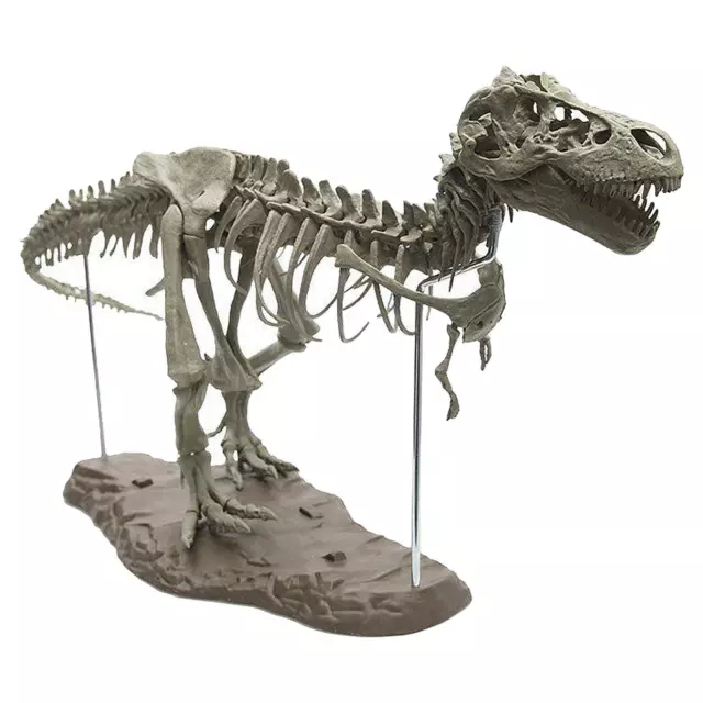 4D Dinosaur  Assembly DIY Collector Skeleton Statue Educational