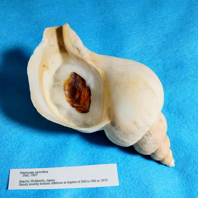 Neptunea varicifera　184mm　Rare giant!　North whelk　Sea shells