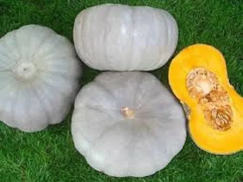 UK Gardener F1 Hybrid Gray Pumpkin Butternut Bangladeshi Misti Kumra 10 Seeds