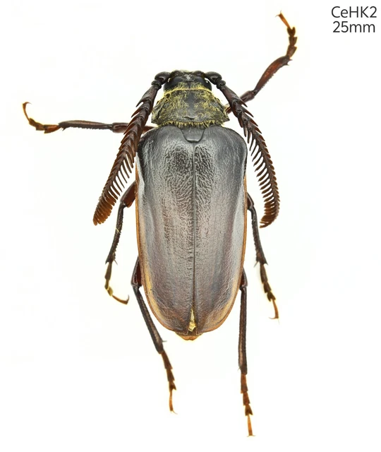 Yunnan China Necydalis s.p 23mm