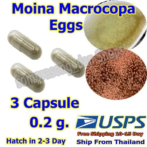 A3 Moina Macrocopa eggs cysts Live Fish Food guppy protein water natural 3 Cap