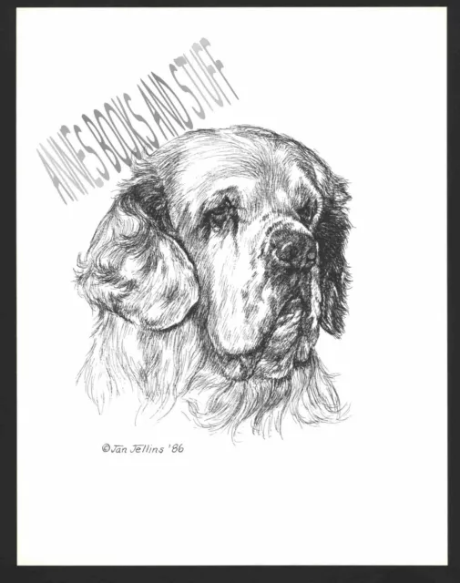#382 CLUMBER SPANIEL portrait dog art print  Pen & ink drawing * Jan Jellins