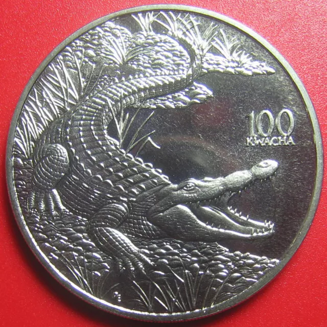 1998 ZAMBIA 100 KWACHA CROCODILE CROC AFRICAN WILDLIFE! CU-NI 38.6mm (no silver)