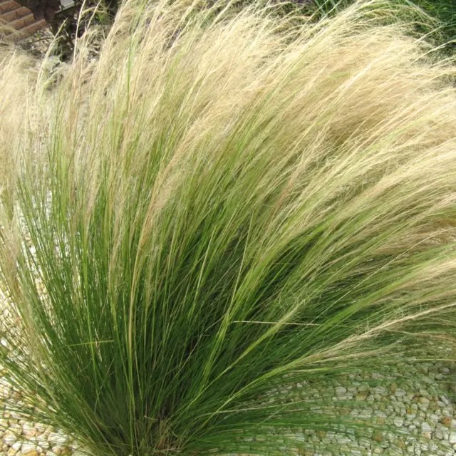 Stipa Ten. 'Pony Tails' - Cavano's Perennials
