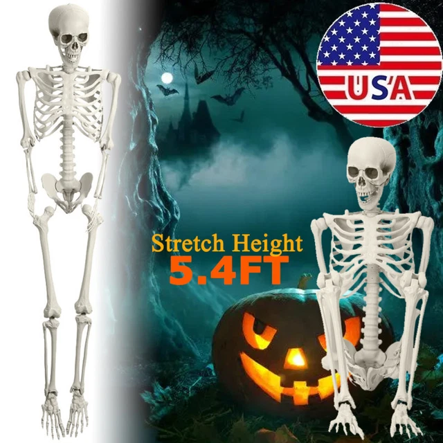 HALLOWEEN FULL BODY Skeletons Poseable Life Size Skeletons Plastic