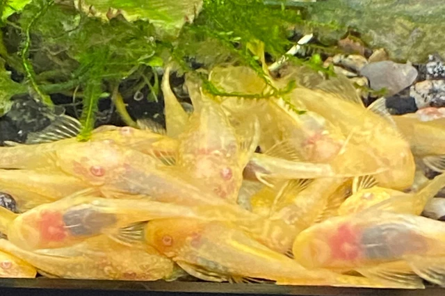 Albino Bristlenose Pleco Pink Eyes Algae Eater 1.5-2 Inch US Bred 2