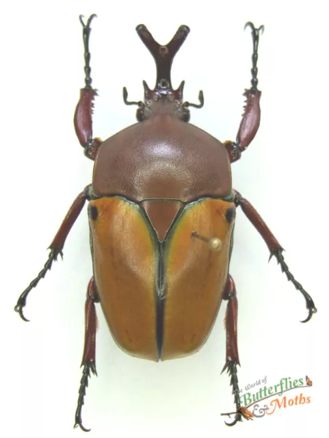 Früchte Käfer Eudicella Smithii Maragoliensis Insekt Set x1 A1-Entomology Schöne 2