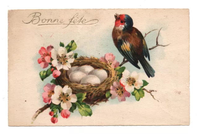 Cardellino .oiseau E Nid