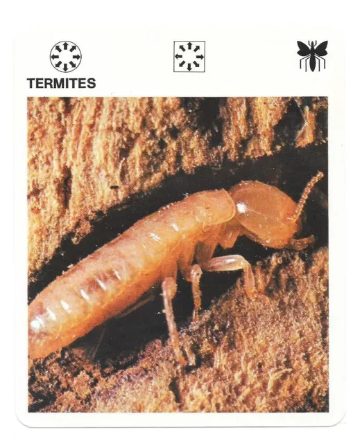 Fiche - Le livre de Paris - 1975 - Termites