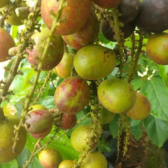 Wholsale Matoa Pometia Pinnata Fruit Tree Seeds Fruit Ship By DHL 100% Guaranted