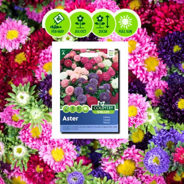 Aster Flower Seeds | Choose your Spring Gardening Packs  | Free UK Delivery