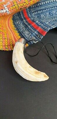 Old Papua New Guinea Ceremonial Boars Necklace beautiful accent collection piece 3