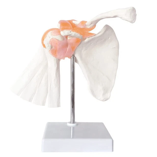 Modèle Crâne Humain Miniature ERWEY - 11cm - Anatomie Détaillée - Mâchoire Mobile - PVC Blanc