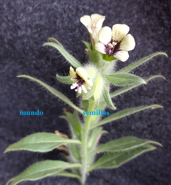 Semillas De Pepino Blanco 6g A $14.50 .: La Semillería - Foto 11