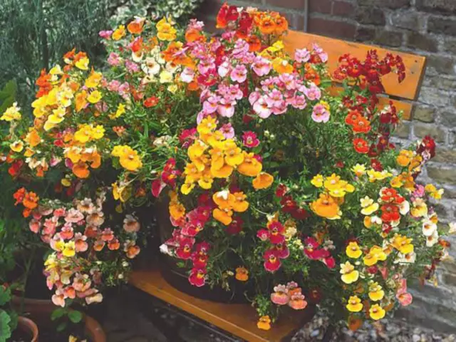 50 semillas de flores de colores mixtos de carnaval nemesia Strumosa