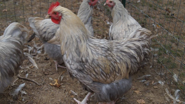 12 ISABEL LAVENDER Laced Orpington Chicken Hatching Eggs Project Large