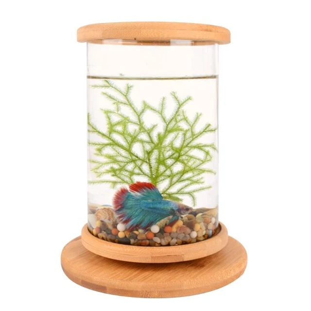 Betta Fish for  360° View Clear Glass Cylinder Fish Bowl Desktop Aquarium 2