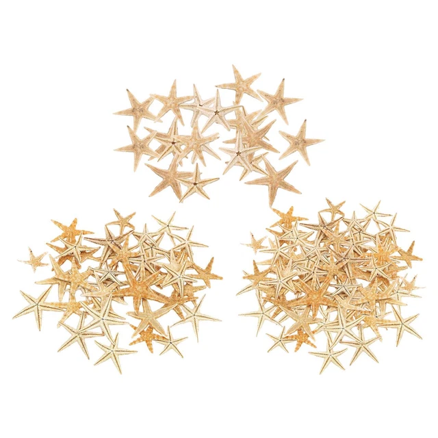 Set di conchiglie d'oceano miste di conchiglie di mare naturali da 0,8