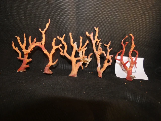 Collier Fantaisie Mi-long En Branches De Corail Rouge - Début Du XXème Siècle - Occasion Vintage