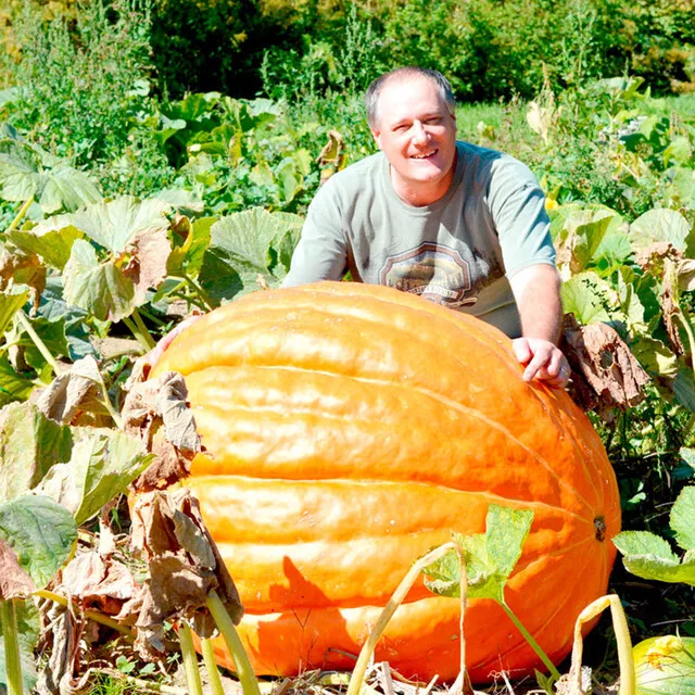 Giant Pumpkin 10 Seeds