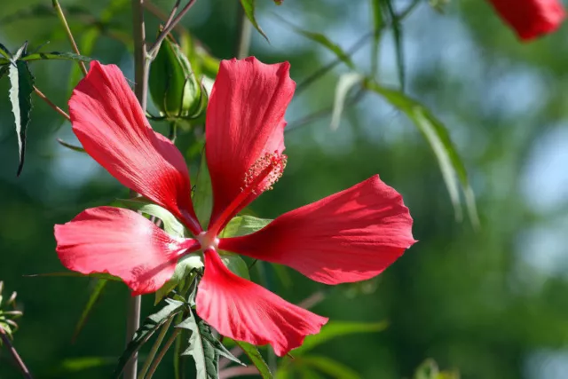 SAMEN für den Garten: der tolle Rote Hibiskus hat wunderschöne Blüten !