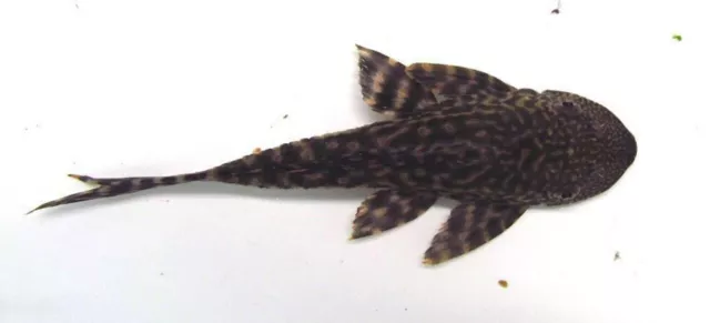4"  Common Pleco Algae Eater Live Freshwater Aquarium Fish