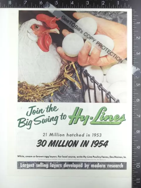 1954 ADVERTISING for Hy-Line chick chicken raising farming farm poultry eggs