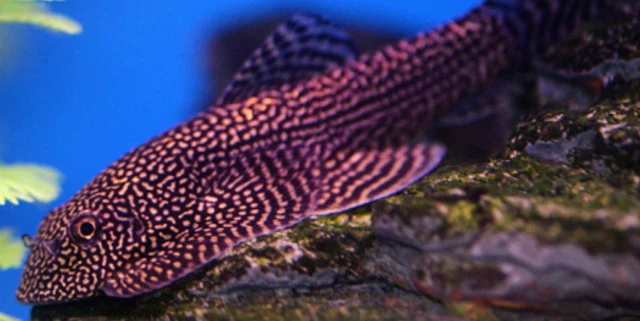 Pack of 2 Live SEW01 Spotted Hillstream Loach Freshwater Tropical Aquarium Fish