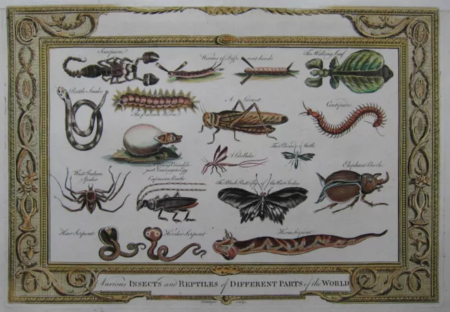 Insekten und Reptilien - Originaler Kupferstich von Baldwyn aus dem Jahr 1794