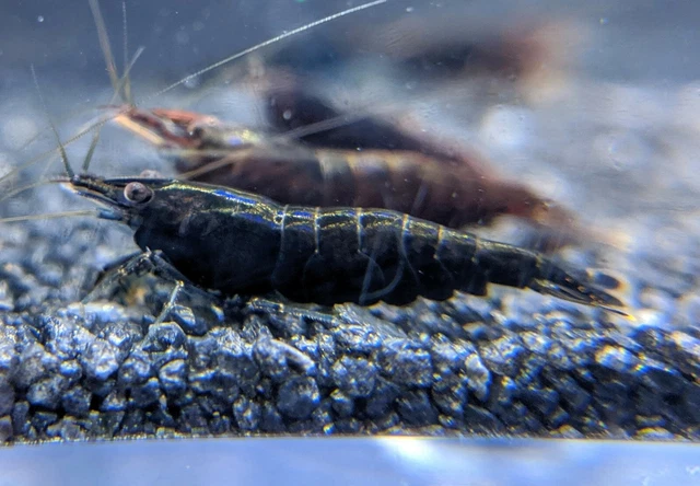 Black Chocolate Neocaridina shrimp - Homebred Freshwater Aquarium algae eater