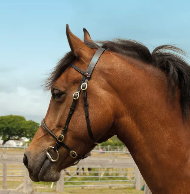 Windsor Leather In-Hand Horse Pony Bridle | Havana or Black