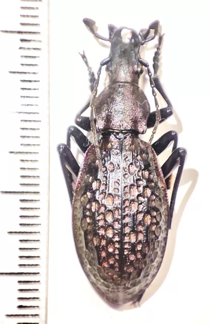 beetles, insect, carabidae, Carabus (Acoptolabrus) lopatini Morawitz 1886 male