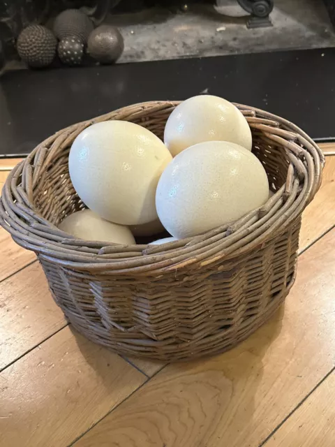 Ostrich Egg Shells (6) With Basket